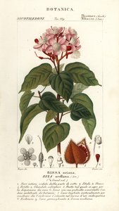 Achiote oder Lippenstiftbaum, Bixa orellana