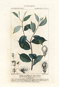 Adlerholz, Aqualaria malaccensis Kritisch gefährdet von Stanghi Stanghi