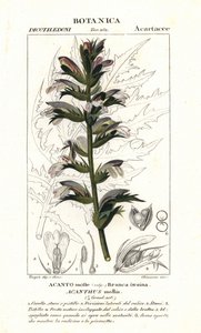 Bärenklau oder Meerdock, Acanthus mollis