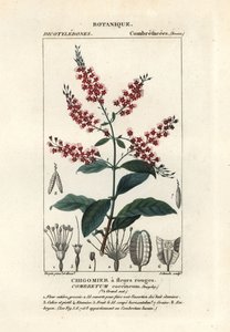Buschweide, Combretum coccineum von Stanghi Stanghi