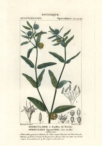 Grobkörniges Stinkkraut, Opercularia aspera von Stanghi Stanghi