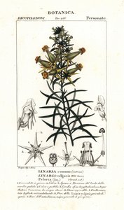 Gewöhnliches Leinkraut oder gelbes Leinkraut, Linaria vulgaris