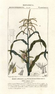 Mais, Zea mays von Stanghi Stanghi