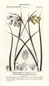 Wollgras, Eriophorum angustifolium von Stanghi Stanghi