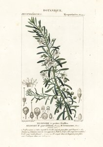 Kriechender Boobialla, Myoporum parvifolium von Stanghi Stanghi