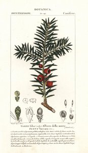 Europäische Eibe, Taxus baccata von Stanghi Stanghi