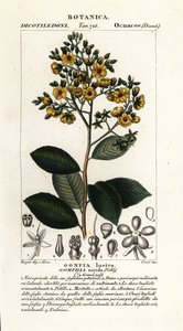 Gomphia nitida von Stanghi Stanghi