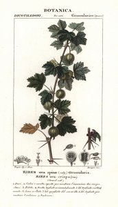 Stachelbeere, Ribes uva-crispa
