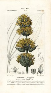 Großer Gelber Enzian, Gentiana lutea