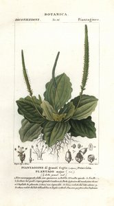 Breitwegerich, Plantago major