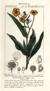 Großer Speerblatt, Ranunculus lingua