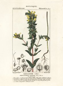 Großer Gelber Zahntrost, Rhinanthus alectorolophus von Stanghi Stanghi