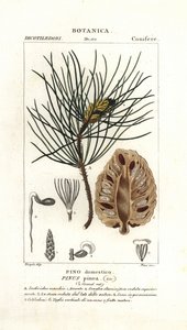 Italienische Steinkiefer, Pinus pinea von Stanghi Stanghi