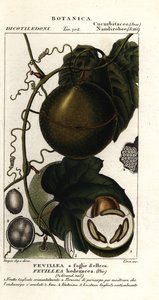 Javillo oder Gegengift-Kakoonfrucht, Fevillea cordifolia
