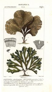 Pfauenfeder, Padina pavonica 1, und Dictyota dichotoma 2 von Stanghi Stanghi