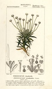 Rohrkolben, Paepalanthus dendroides