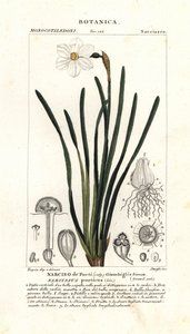 Dichter-Narzisse, Narcissus poeticus