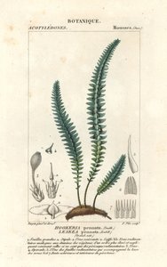 Quillmoos oder falsches Farnmoos, Cyathophorum bulbosum