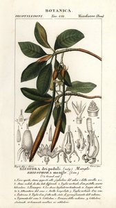 Rote Mangrove, Rhozophora mangle