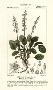 Rundblättriges Wintergrün, Pyrola rotundifolia