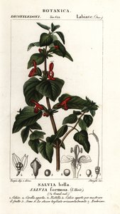 Glänzendblättriger Salbei, Salvia formosa von Stanghi Stanghi
