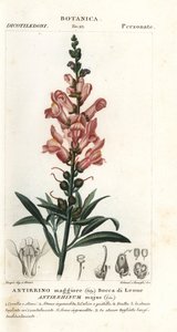 Löwenmaul, Antirrhinum majus