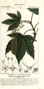 Bergahorn oder Platane, Acer pseudoplatanus von Stanghi Stanghi