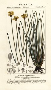 Hohe gelbe Augenblume, Xyris operculata von Stanghi Stanghi