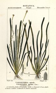 Bandgras oder Aalgras, Vallisneria spiralis