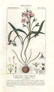 Virginia-Frühlingsschönheit, Claytonia virginica