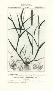 Wasser-Fuchsschwanz, Alopecurus geniculatus von Stanghi Stanghi