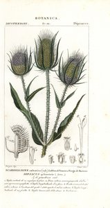 Wilde Karde oder Weberkarde, Dipsacus fullonum von Stanghi Stanghi