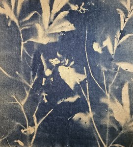 Blaue botanische Schatten