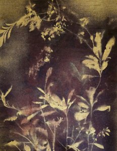 Dunkle Botanische Studie