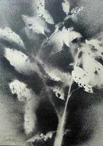 Monochrome Botanische Studie von Stefano Mazzolini