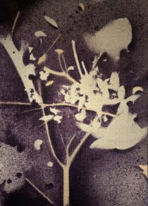 Violette Botanische Silhouette
