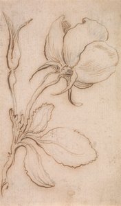 Eine Studie in Rosa und Rosen