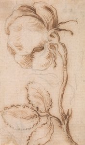 Eine Studie von Nelken und Rosen