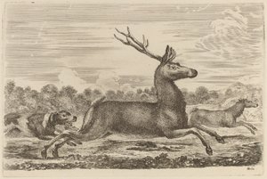 Hirsch von zwei Hunden nach links gejagt von Stefano della Bella