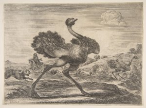 Straußenjagd, aus Tierjagden, ca. 1654 von Stefano della Bella