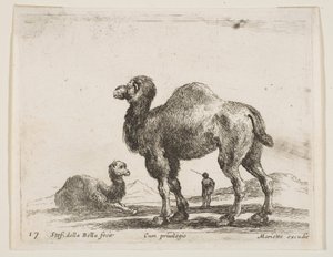 Tafel 17: Kamele, aus Verschiedene Tiere Diversi animali, ca. 1641 von Stefano della Bella