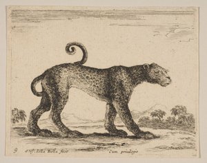 Platte 9: Leopard, aus Verschiedene Tiere Diversi animali, ca. 1641 von Stefano della Bella