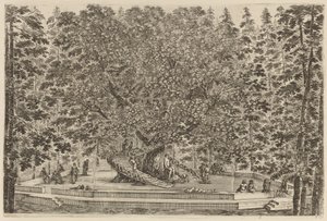 Der bewohnte Baum von Stefano della Bella