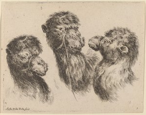 Drei Kamelköpfe von Stefano della Bella