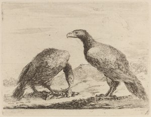 Zwei Adler, einer frisst ein kleines Lamm von Stefano della Bella