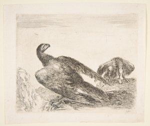 Zwei Adler, einer mit Beute, aus Adler Les aigles, ca. 1651