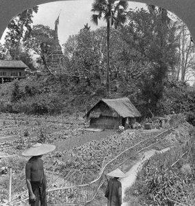 Ein Gemüsegarten zwischen Pagoden, Bhamo, Burma, 1908 von Stereo Travel Co