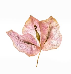 Bougainvillea Bract Nr. 01, 2020