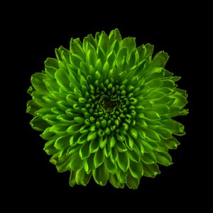 Chrysantheme Nr. 01, 2020 von Steve Gallagher