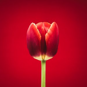 Porträt einer einzelnen roten Tulpe auf rotem Hintergrund von Steve Gallagher